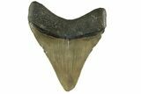 Serrated, Fossil Megalodon Tooth - North Carolina #308580-1